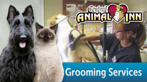 grooming services